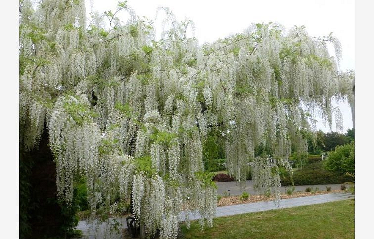 Vistéria kvetnatá Longissima Alba 150-200cm, kont. 3 l