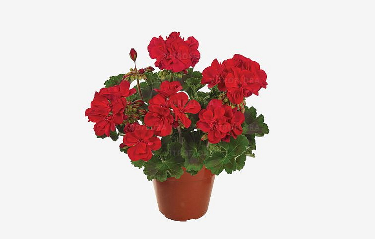 Muškát vzpriamený Trendix Dark Red - Pelargonia, kont. 0,7 l