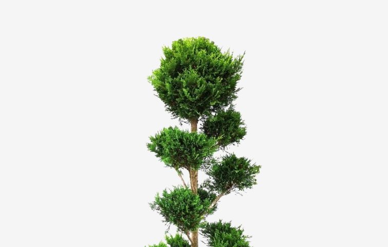 Cyprusovec leylandský Castlewellan Gold Ponpons 140-150cm, kont. 25 l