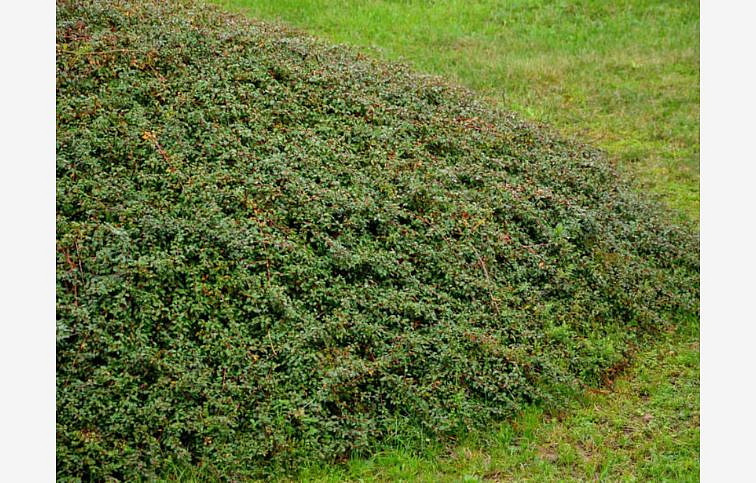 Skalník Dammerov CORAL BEAUTY 20-30cm, kont. p9