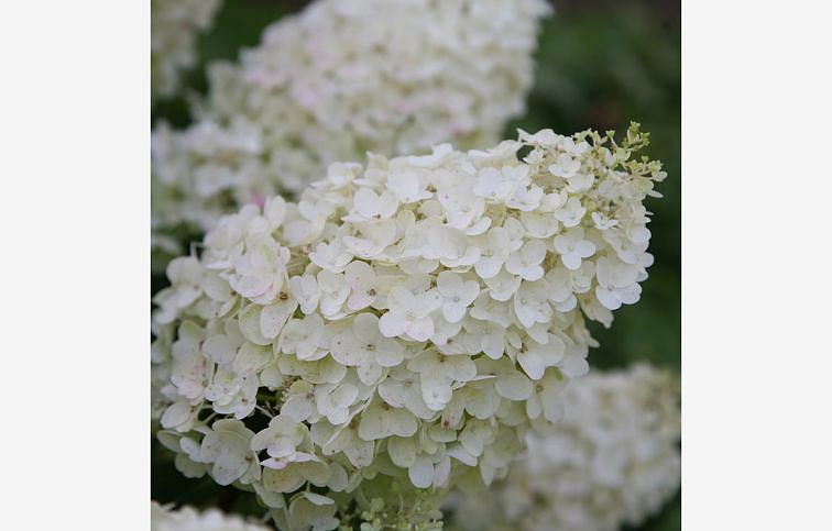 Hortenzia metlinatá Silver dollar na 45-50cm kmienku, výška 80-100 cm, kont. p21