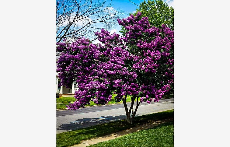 Myrta krepová BLACK SOLITAIRE Purely Purple 60-90cm, kont. 10 l