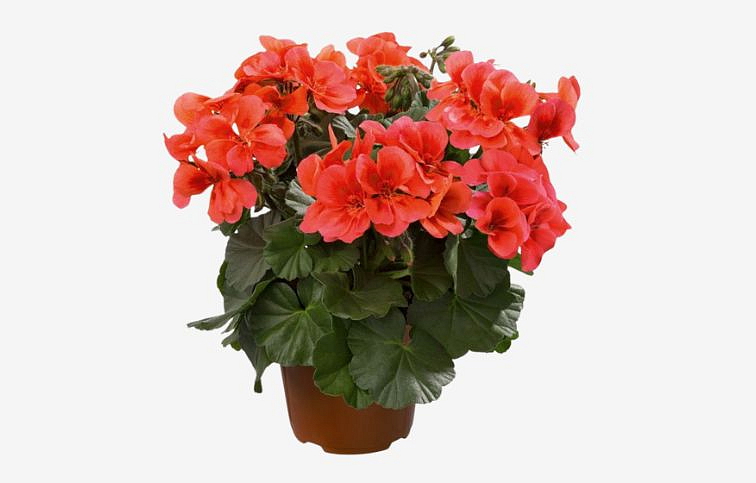 Muškát medzidruhový Champion Mandarin - Pelargonium, kont. 0,7 l