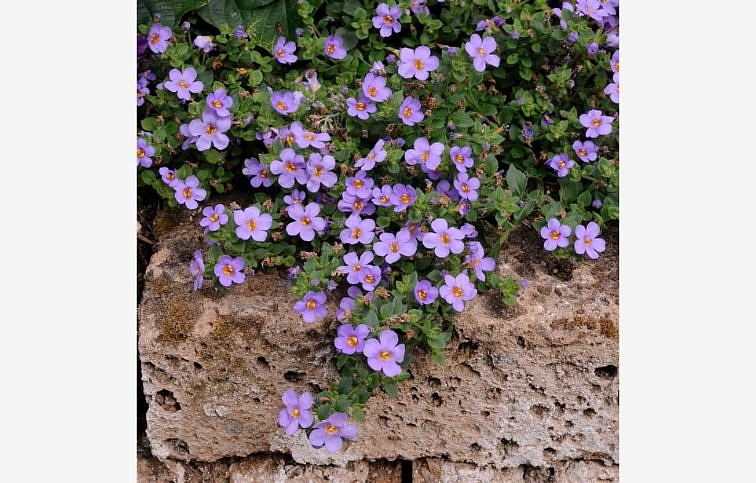 Bakopa Everest Dark Blue - Bacopa, kont. 0,5 l