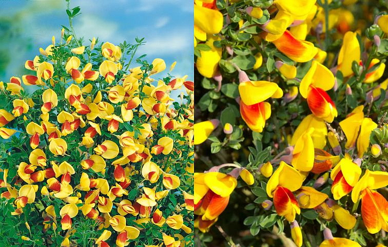 Zanoväť Firefly 30-40 cm - Cytisus, kont.p14