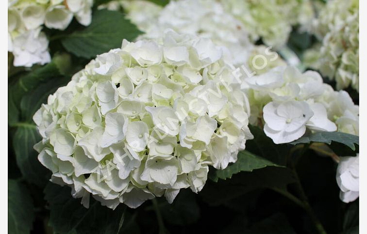 Hortenzia kalinolistá Crystal Palace cca 30 cm, kont. p13