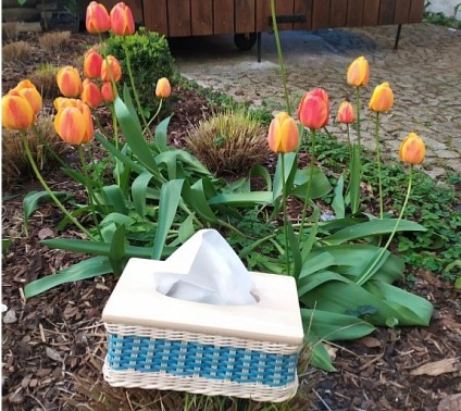 Kapesníčkovník- světle modrý