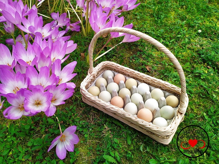 Podnos na vajíčka 18 vajec