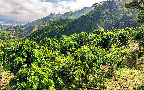 Etiopie Sidamo