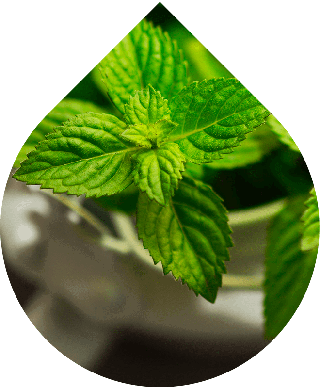 Náhradná náplň Mlieko po opaľovaní 200 ml + 20 ml GRATIS