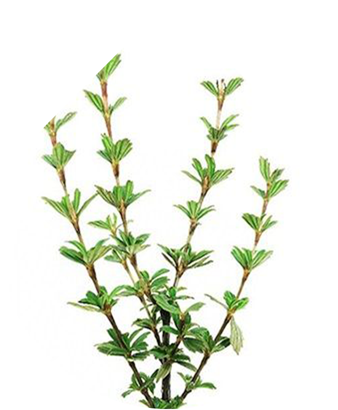 Telové mlieko 200 ml