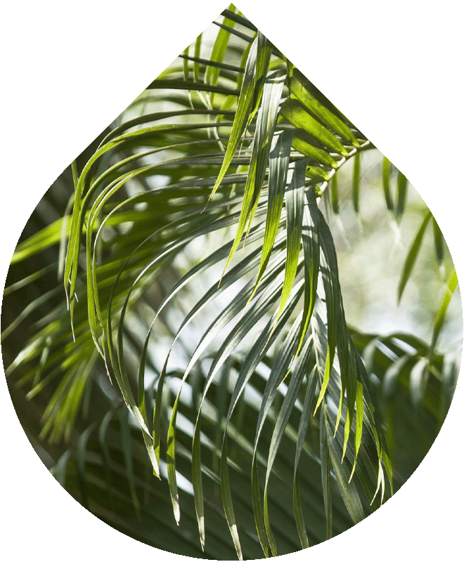 Dezodorant s prebiotikami 50 ml