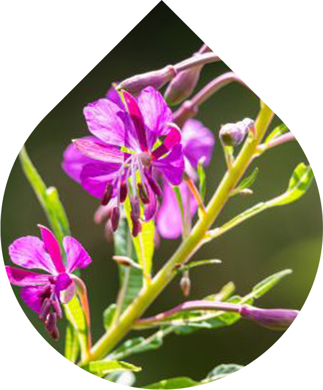 Náhradná náplň Čistiaca pena na akné 150 ml + 30 ml GRATIS REFORMULACE