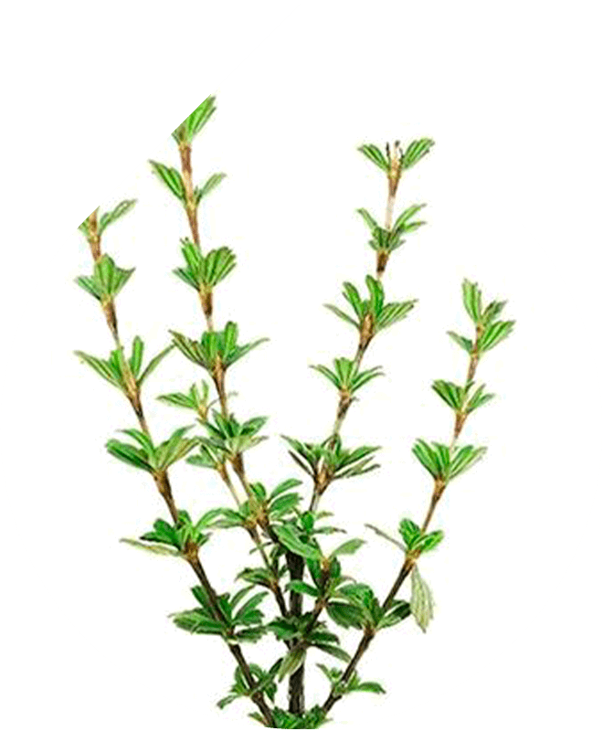 Hyaluronové sérum Intense 30 ml