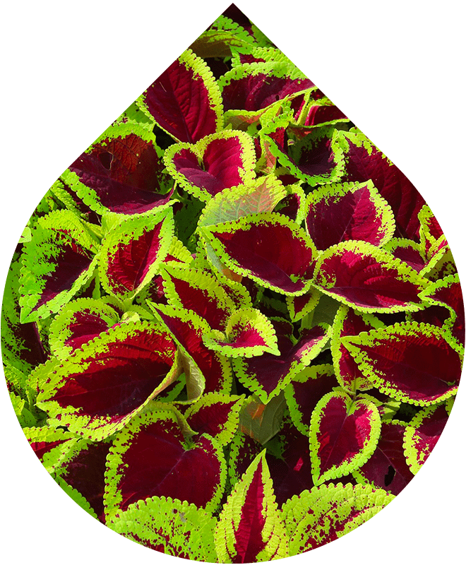 Náhradná náplň Krém proti celulitíde 200 ml + 20 ml GRATIS