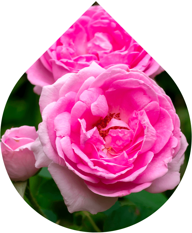 Tonizačná hmla na tvár 100 ml