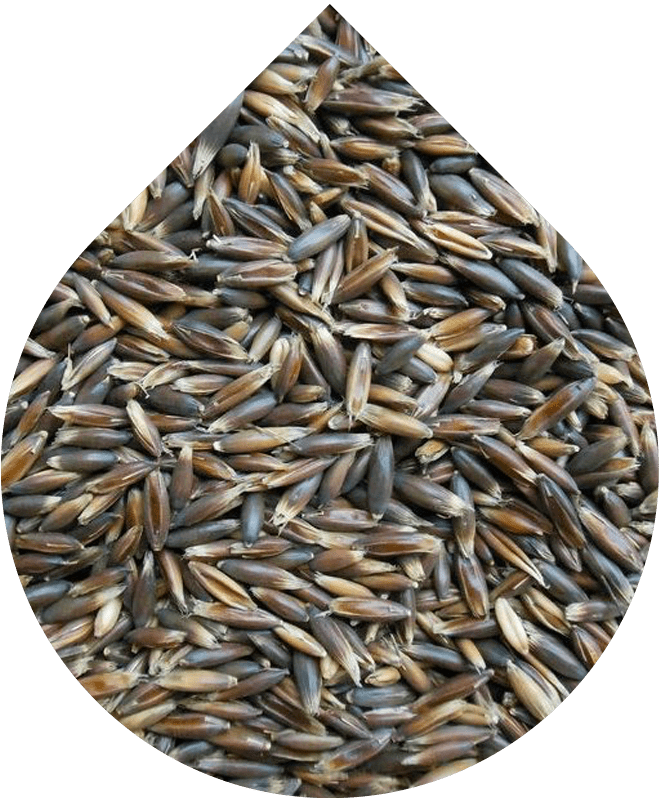 Šampón na normálne a farbené vlasy 200 ml