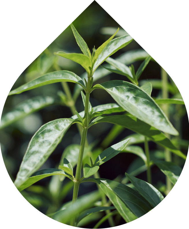 Očné sérum 15 ml REFORMULÁCIA