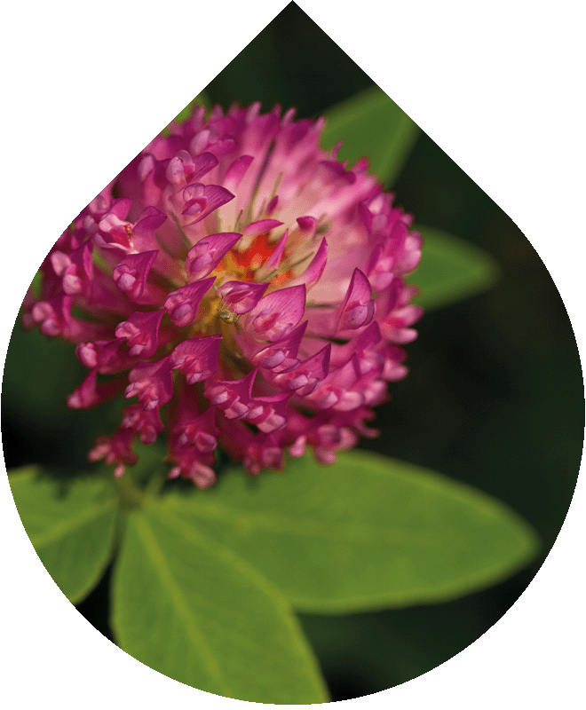 Náhradná náplň Zmatňujúci krém na mastnú a zmiešanú pleť 50 ml + 10 ml GRATIS