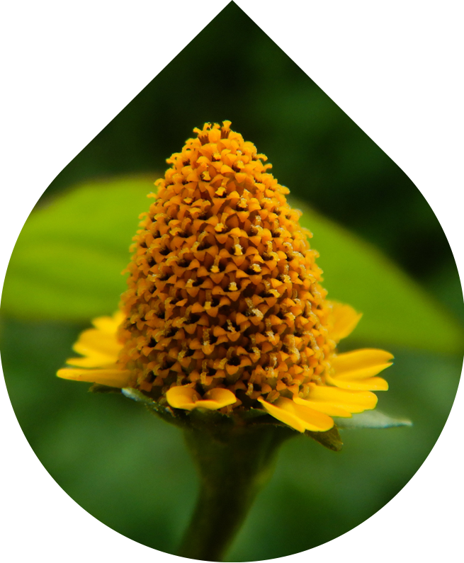 Náhradná náplň Nočný vyhladzujúci pleťový krém 50 ml + 10 ml GRATIS