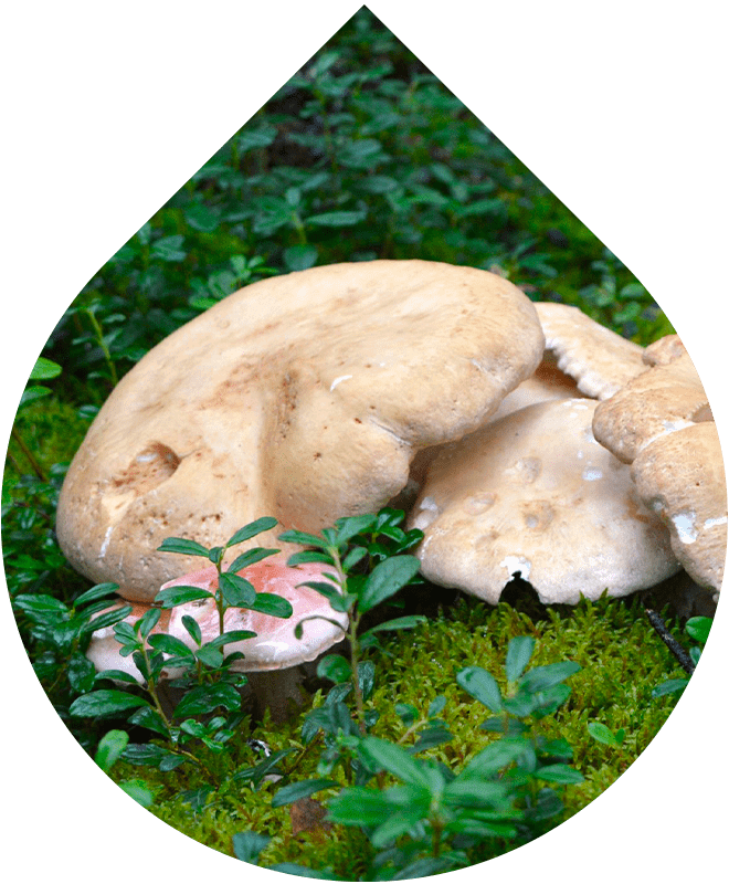 Náhradná náplň Šampón na mastné lupiny a problematickú pokožku 200 ml + 20 ml GRATiS