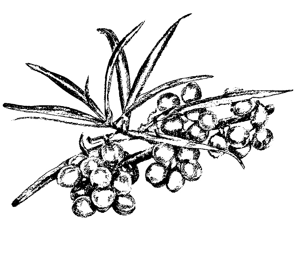 Džem z červeného rybízu