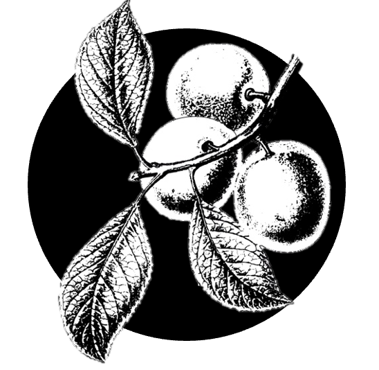 Černé ořechy ve vanilkovém sirupu