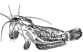 Sumeček africký filety ve vlastní šťávě