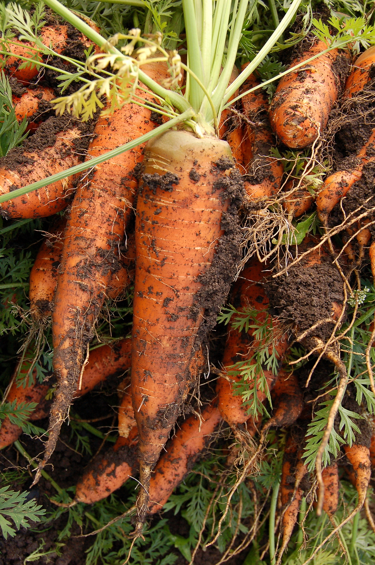 Pečený králík s vepřovým bůčkem