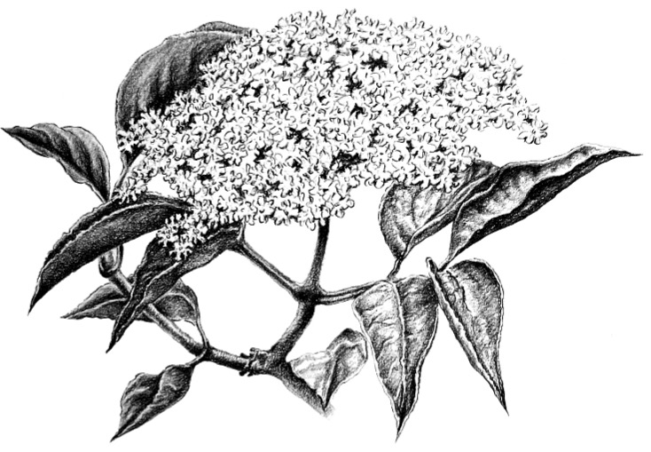Smrkové výhonky sirup
