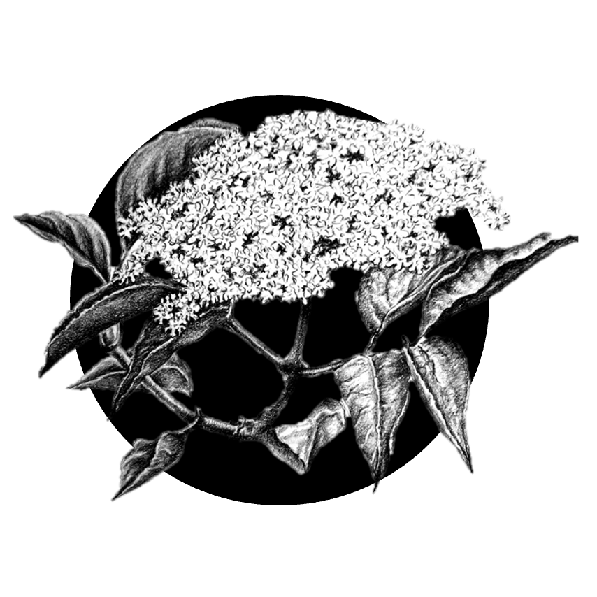 Džem z černých bezinek