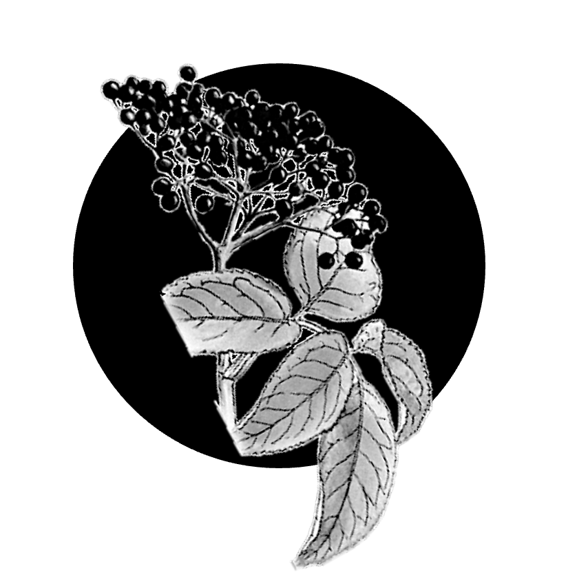 Džem z černých bezinek