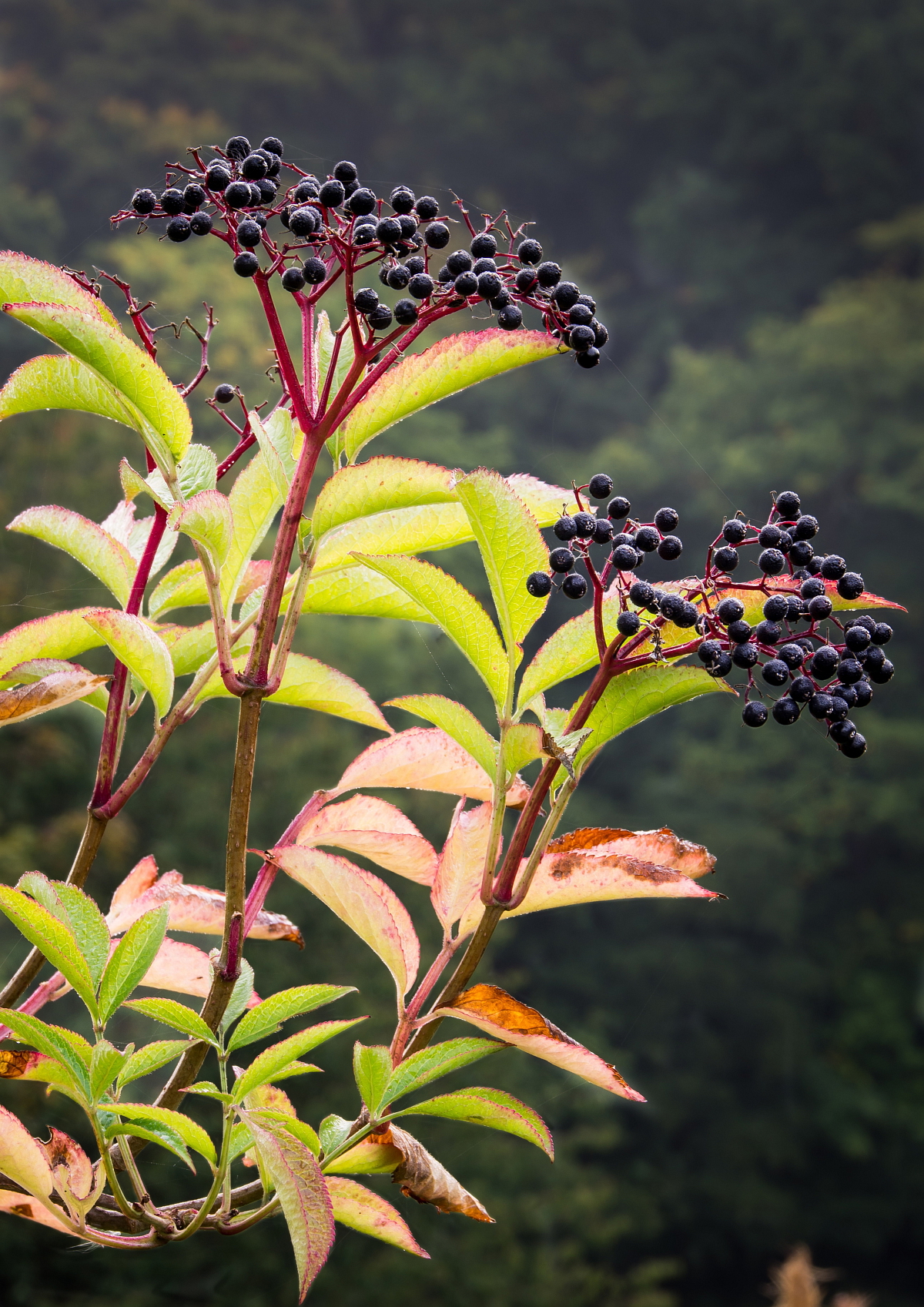 Džem z černých bezinek