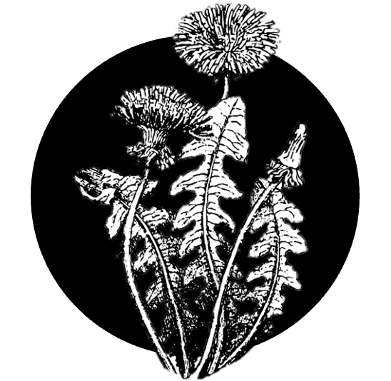 Pampeliškový sirup