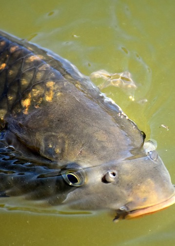 Uzený kapr ve slunečnicovém oleji