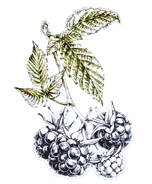 Ostružinový džem bez semínek