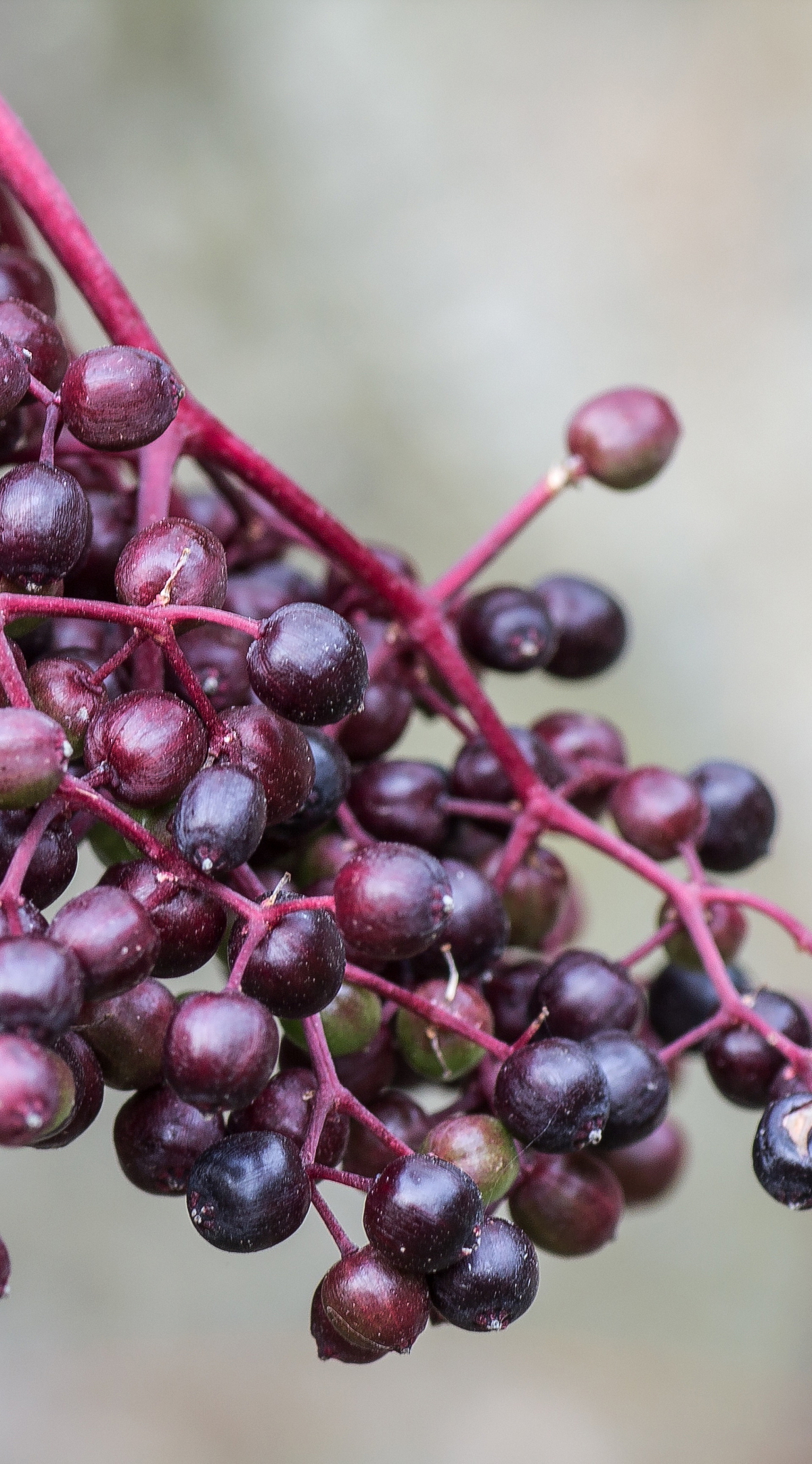 Džem z černých bezinek