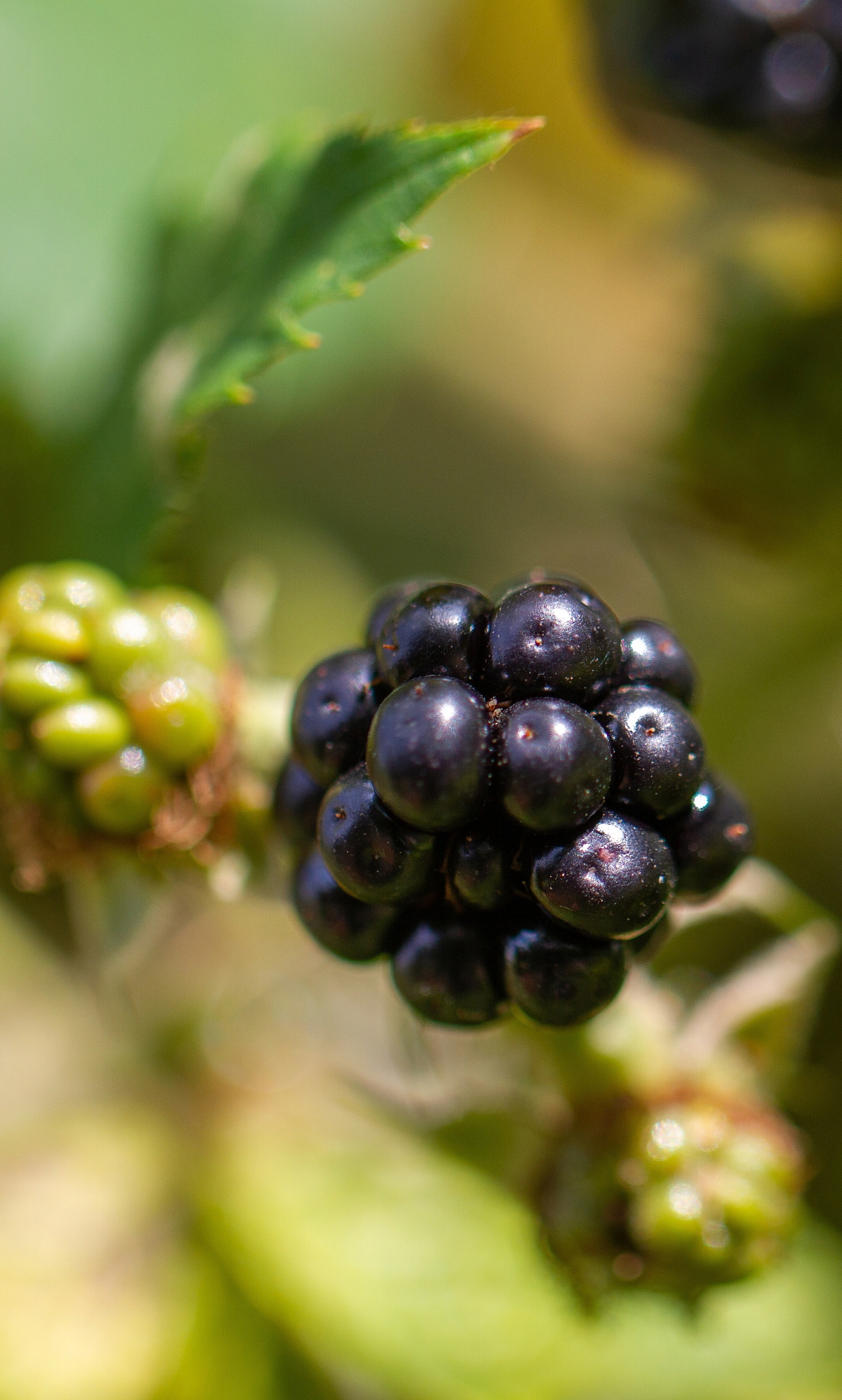 Ostružinový džem bez semínek