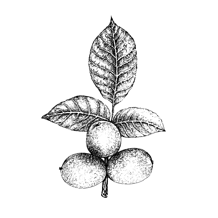 Černé ořechy ve vanilkovém sirupu