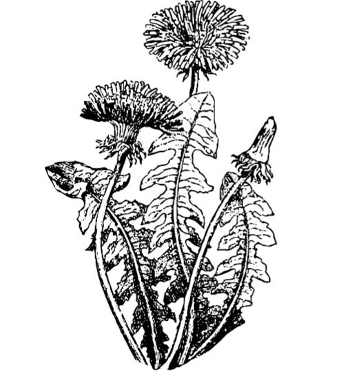 Černé ořechy ve vanilkovém sirupu