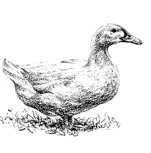 Králičí paštika