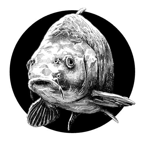 Uzený kapr ve slunečnicovém oleji