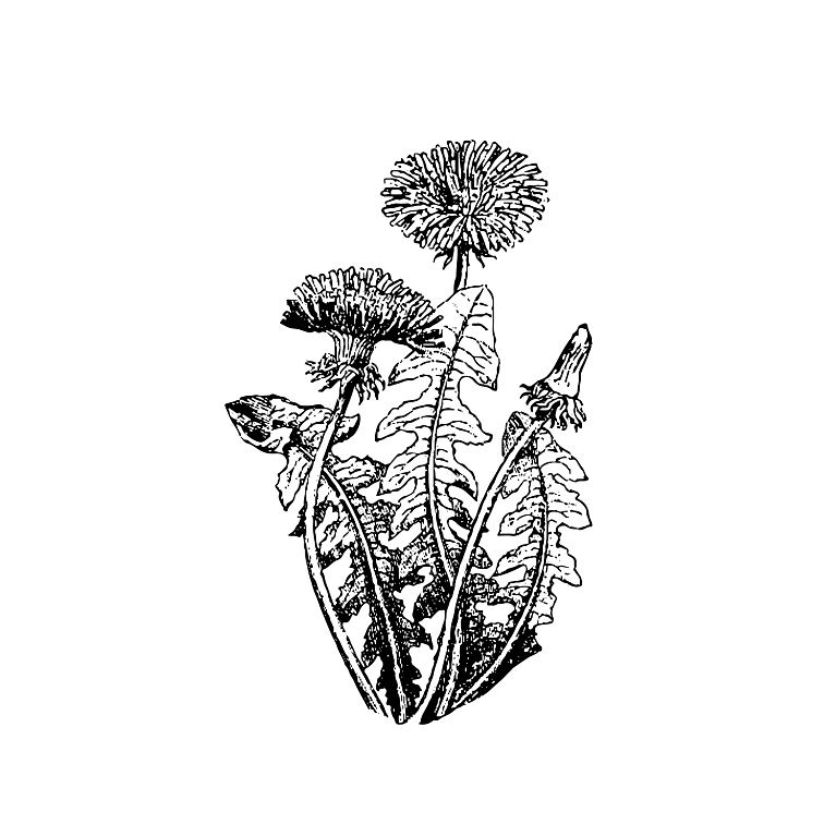 Pampeliškový sirup