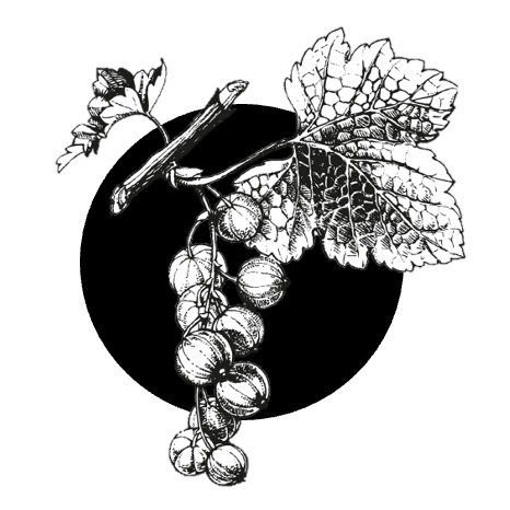 Džem z červeného rybízu