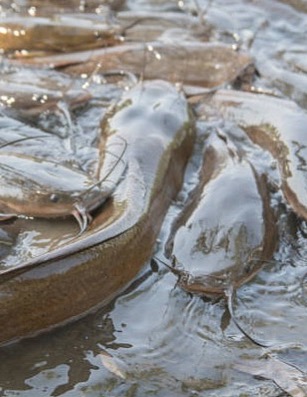 Sumeček africký filety ve vlastní šťávě