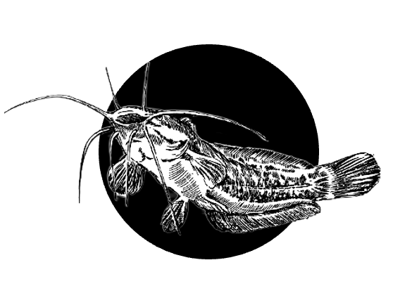 Sumeček africký filety ve vlastní šťávě