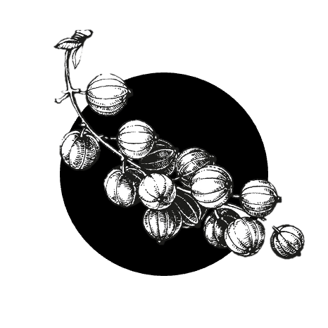 Džem z červeného rybízu