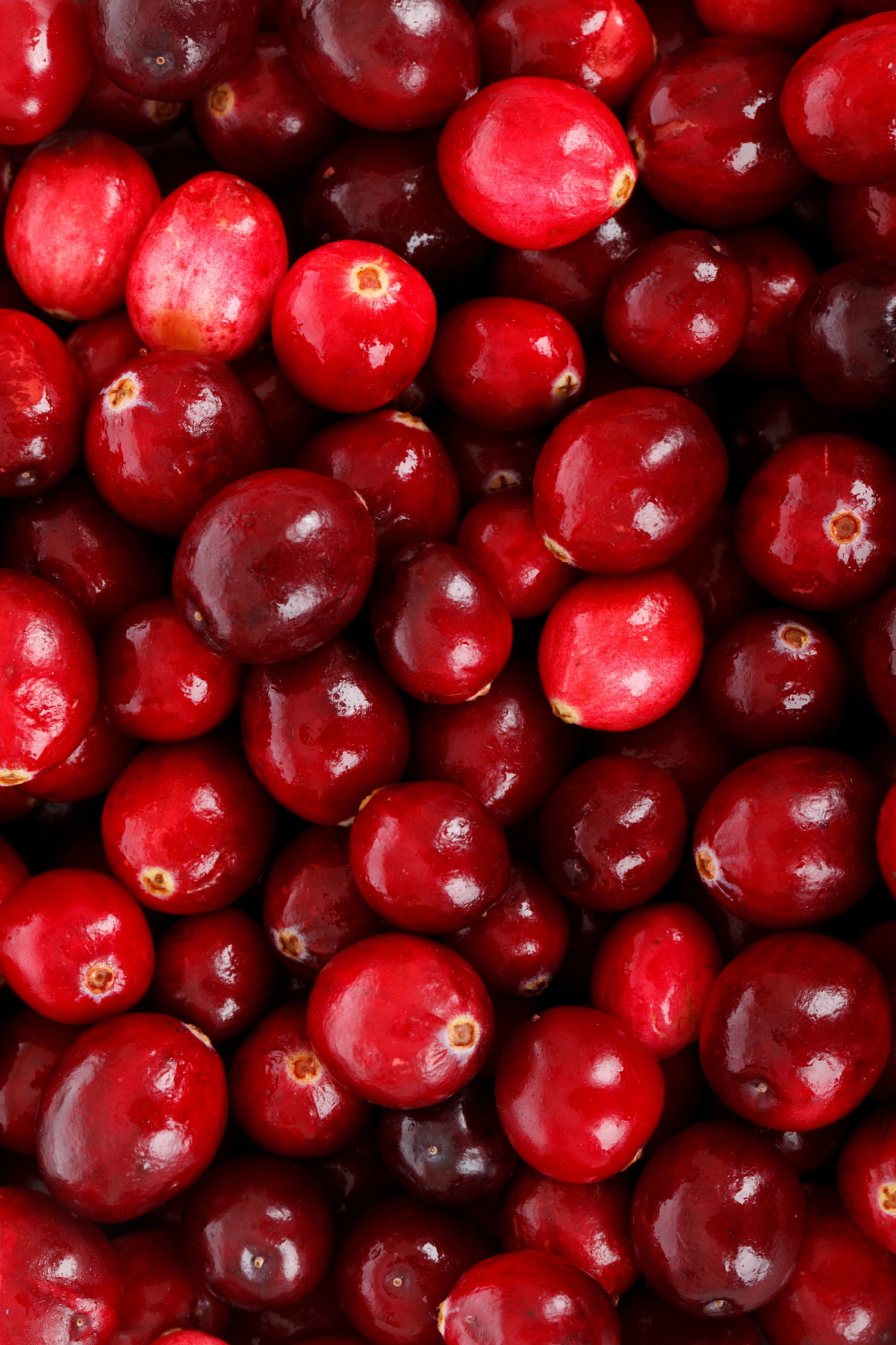 Jelení paštika s brusinkami