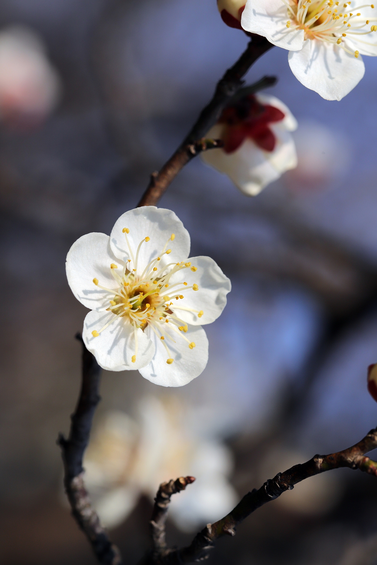 Švestkový džem s perníkovým kořením