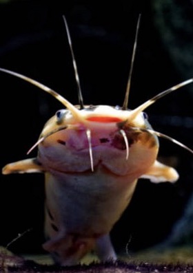 Sumeček africký filety ve vlastní šťávě